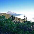 Teide