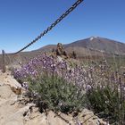 Teide