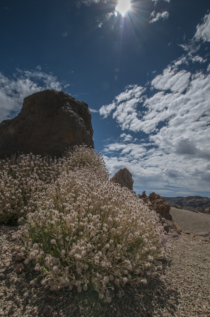 Teide Hochebene