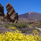 Teide im Blütenmeer