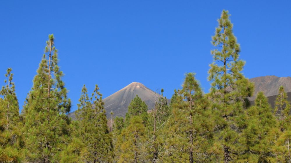 Teide im Frühsommer