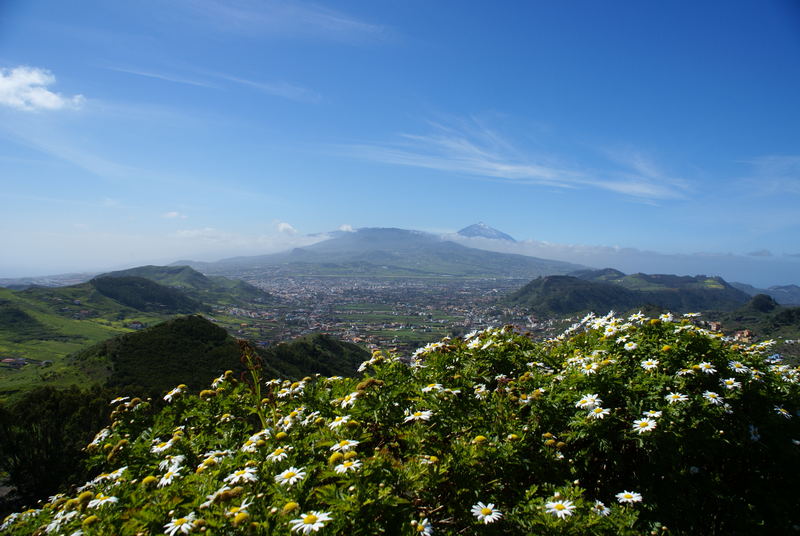 Teide in grün