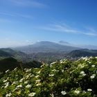 Teide in grün