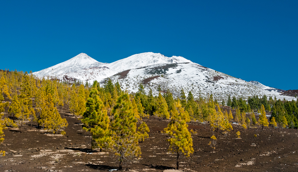 Teide in Weiß mit grünen Nadeln