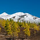 Teide in Weiß mit grünen Nadeln