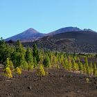 Teide-Landschaft