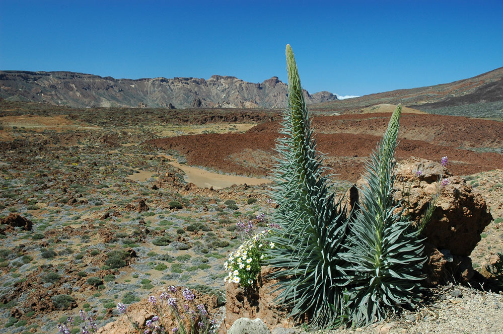 Teide Mai/06