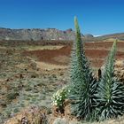 Teide Mai/06