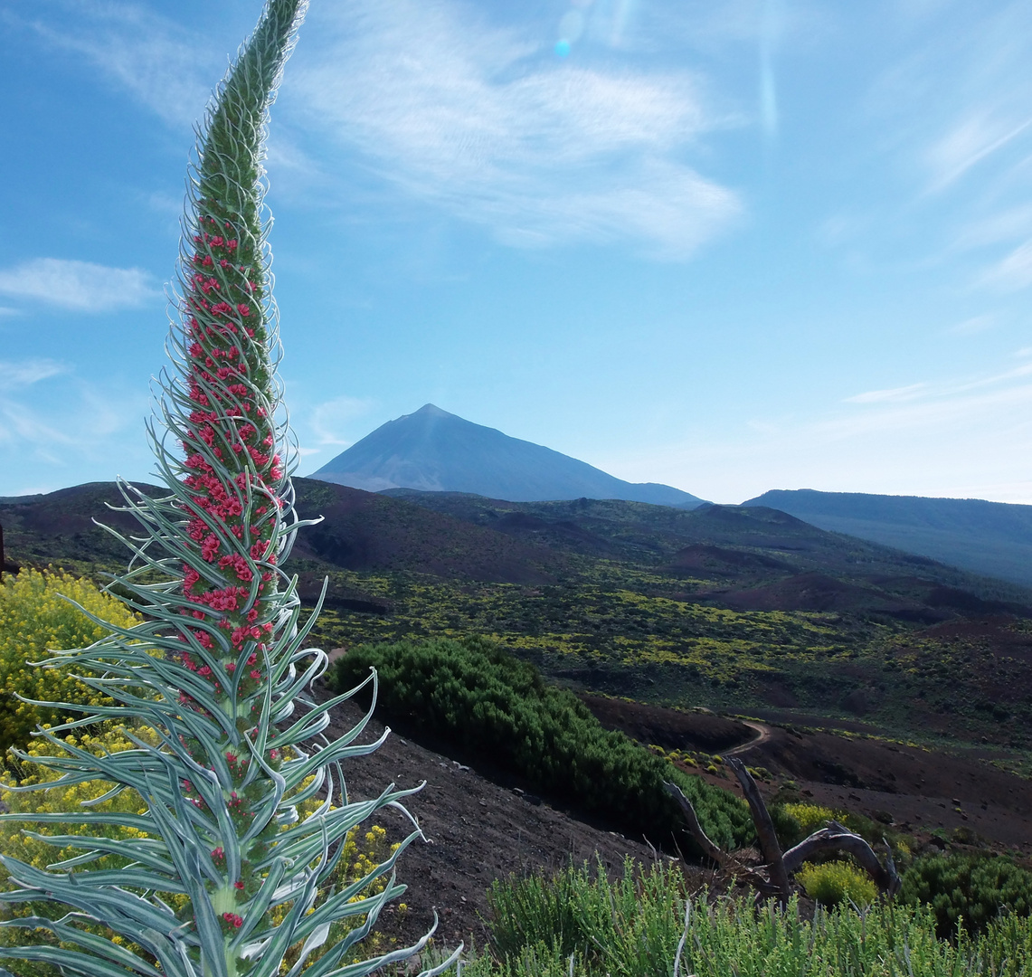 Teide mit Tajinaste