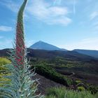 Teide mit Tajinaste