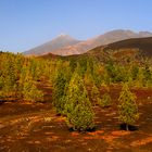 Teide Nationalpark 1