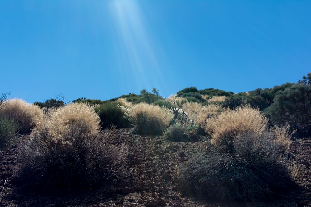 Teide Nationalpark 1