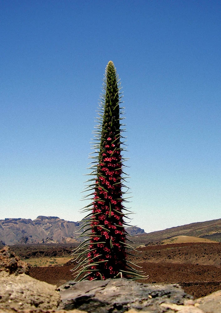 Teide Nationalpark 2