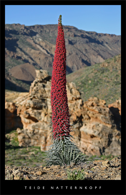 Teide Natternkopf