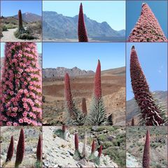 Teide-Natternkopf (Taginaste)