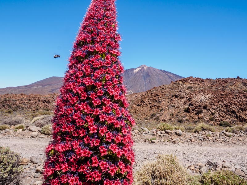 "Teide-Natternkopf" und der Berg