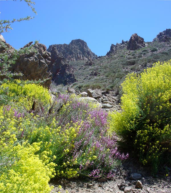 Teide Rauke