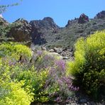 Teide Rauke