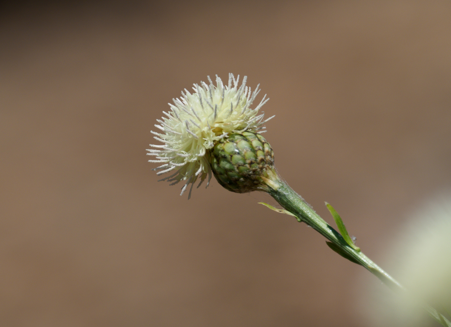 Teide-Strauchflockenblume