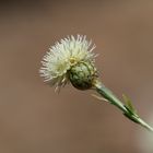 Teide-Strauchflockenblume