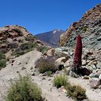 Teide - Tajinaste Roja