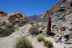 Teide - Tajinaste Roja