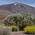 Teide und die Blütenpracht