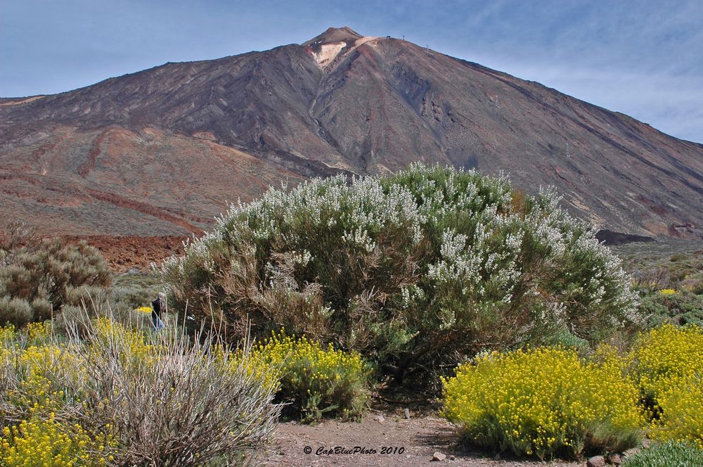 Teide und die Blütenpracht