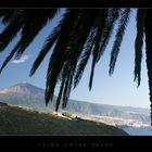 Teide unter Palme