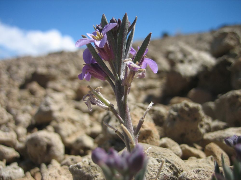 Teide Veilchen