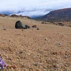 Teide-Veilchen (Viola cheiranthifolia)