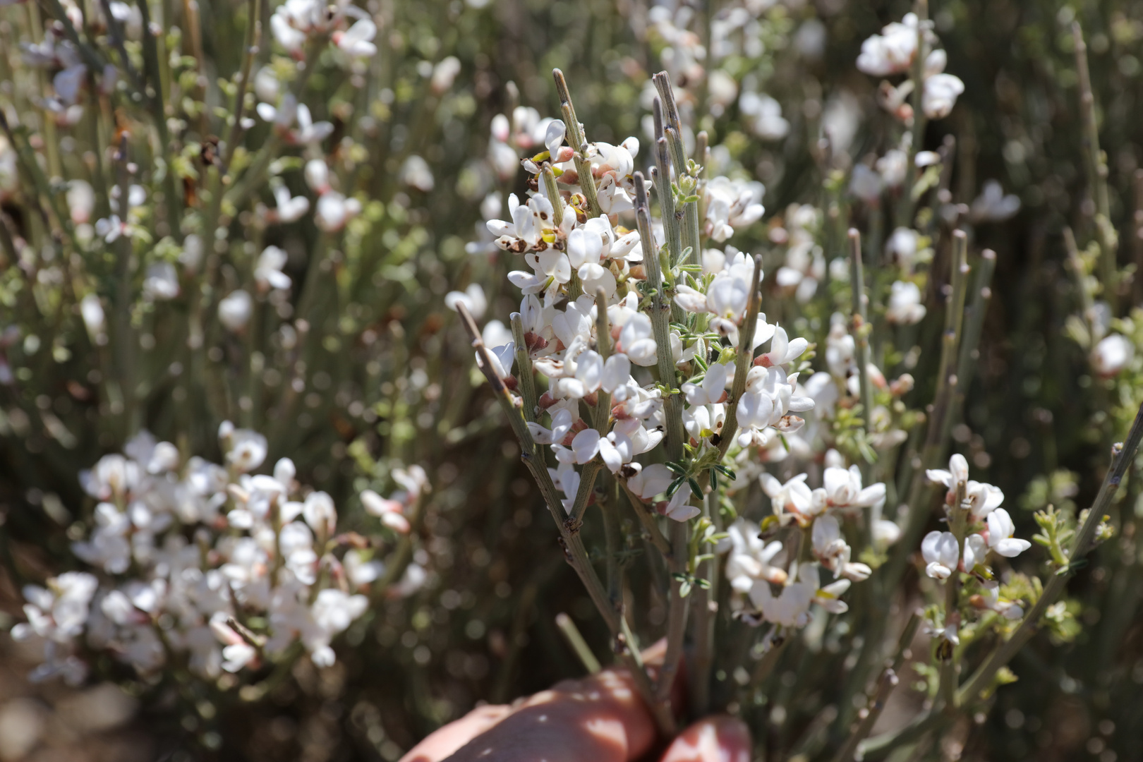 Teideginster (Cytisus supranubius, Syn. Spartocytisus supranubius)