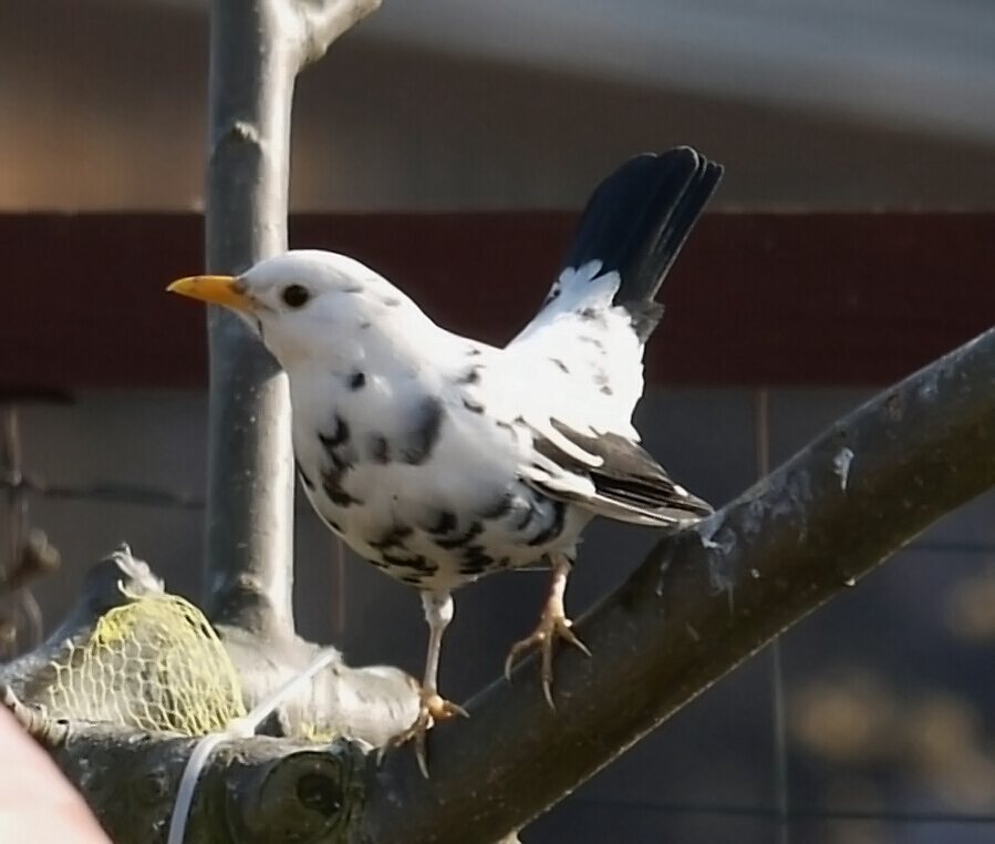 Teil-Albino Amsel