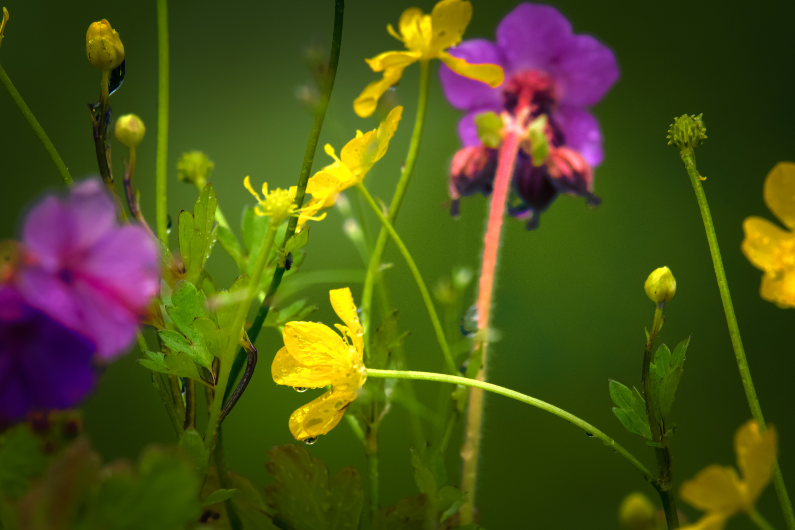 Teil der Blumenwiese