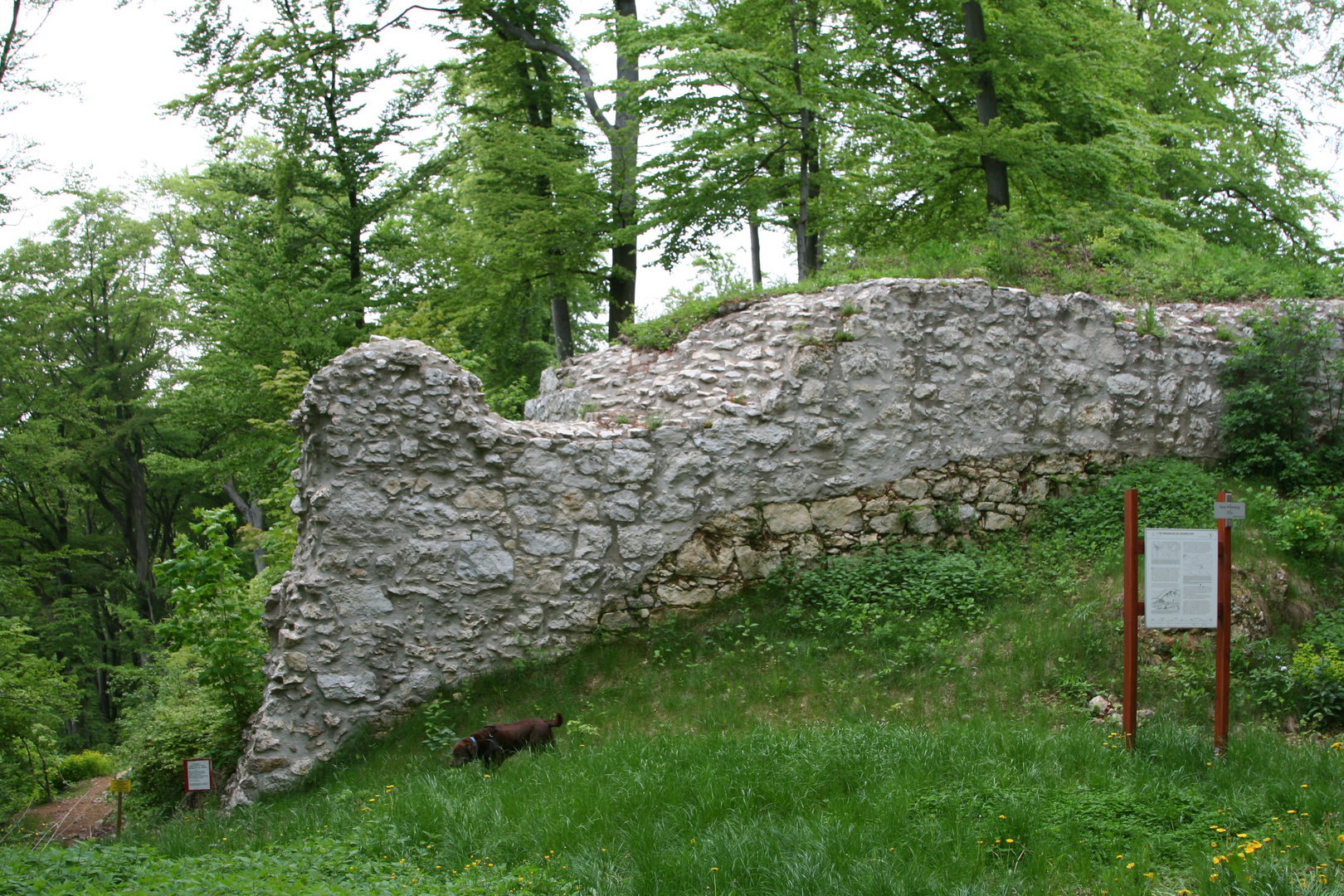 Teil der Kocherburgruine Unterkochen