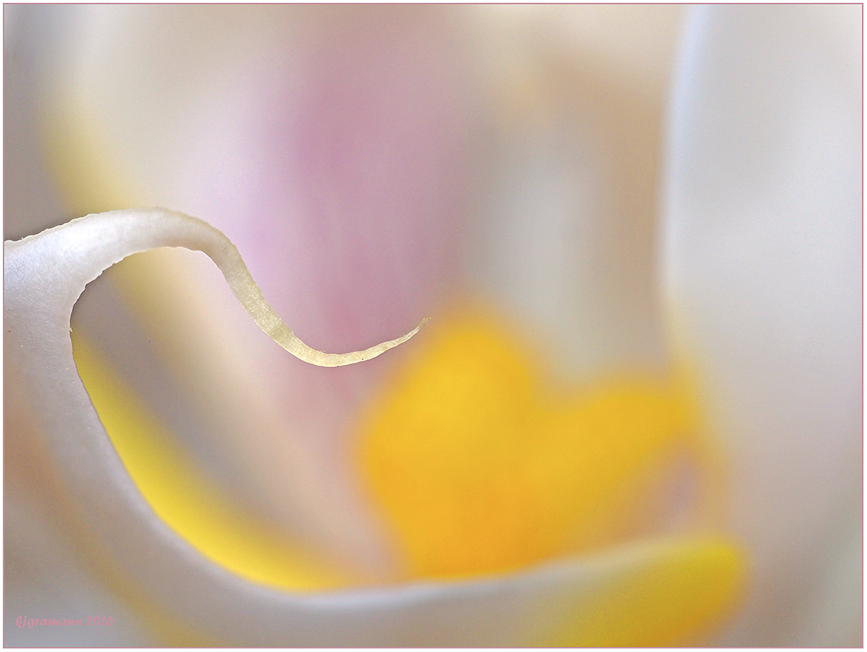 teil einer kleinen phalaenopsisblüte......