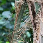 Teil einer Palme in der Biosphäre Potsdam