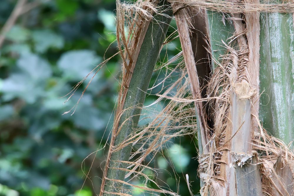 Teil einer Palme in der Biosphäre Potsdam