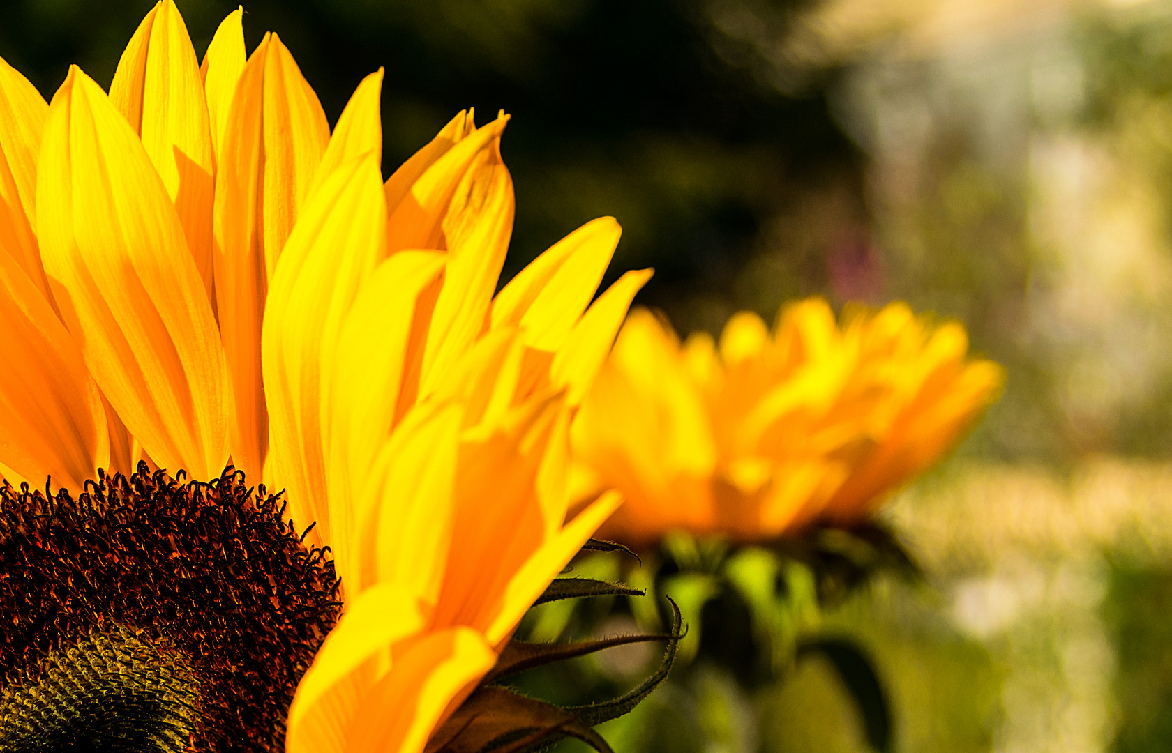 Teil einer Sonnenblume