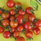 Teil meiner Tomatenernte (stolz wie Oskar!!)