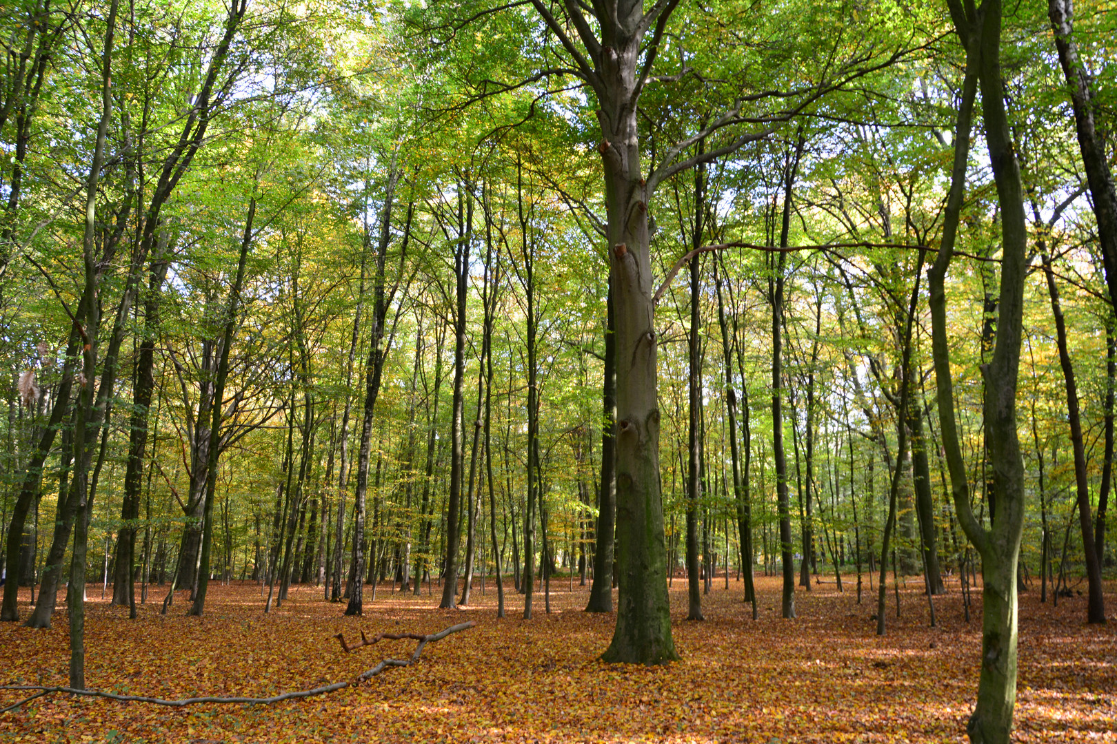 Teilakt im Herbstwald