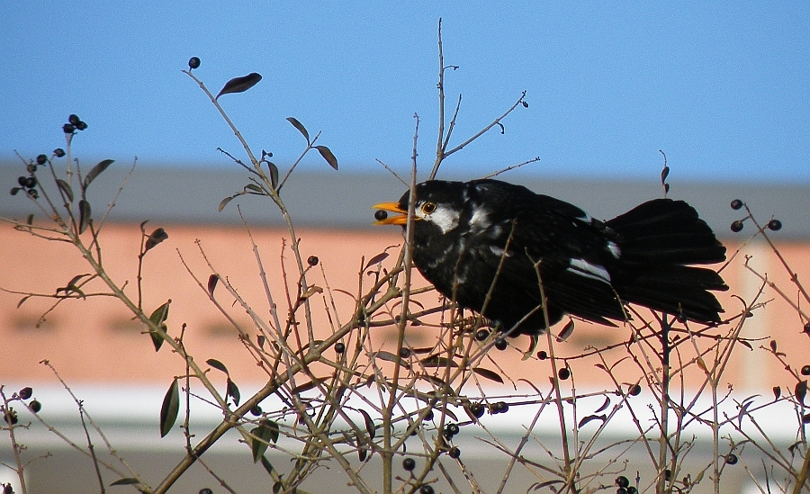 Teilalbinotische Amsel