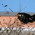 Teilalbinotische Amsel