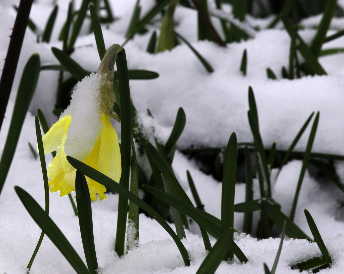 Teilansicht der Narzisse(Narcissus pseudonarcissus) im Winter