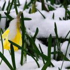 Teilansicht der Narzisse(Narcissus pseudonarcissus) im Winter