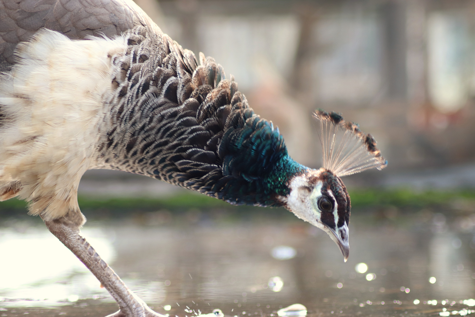 Teilansichten von einem Pfau