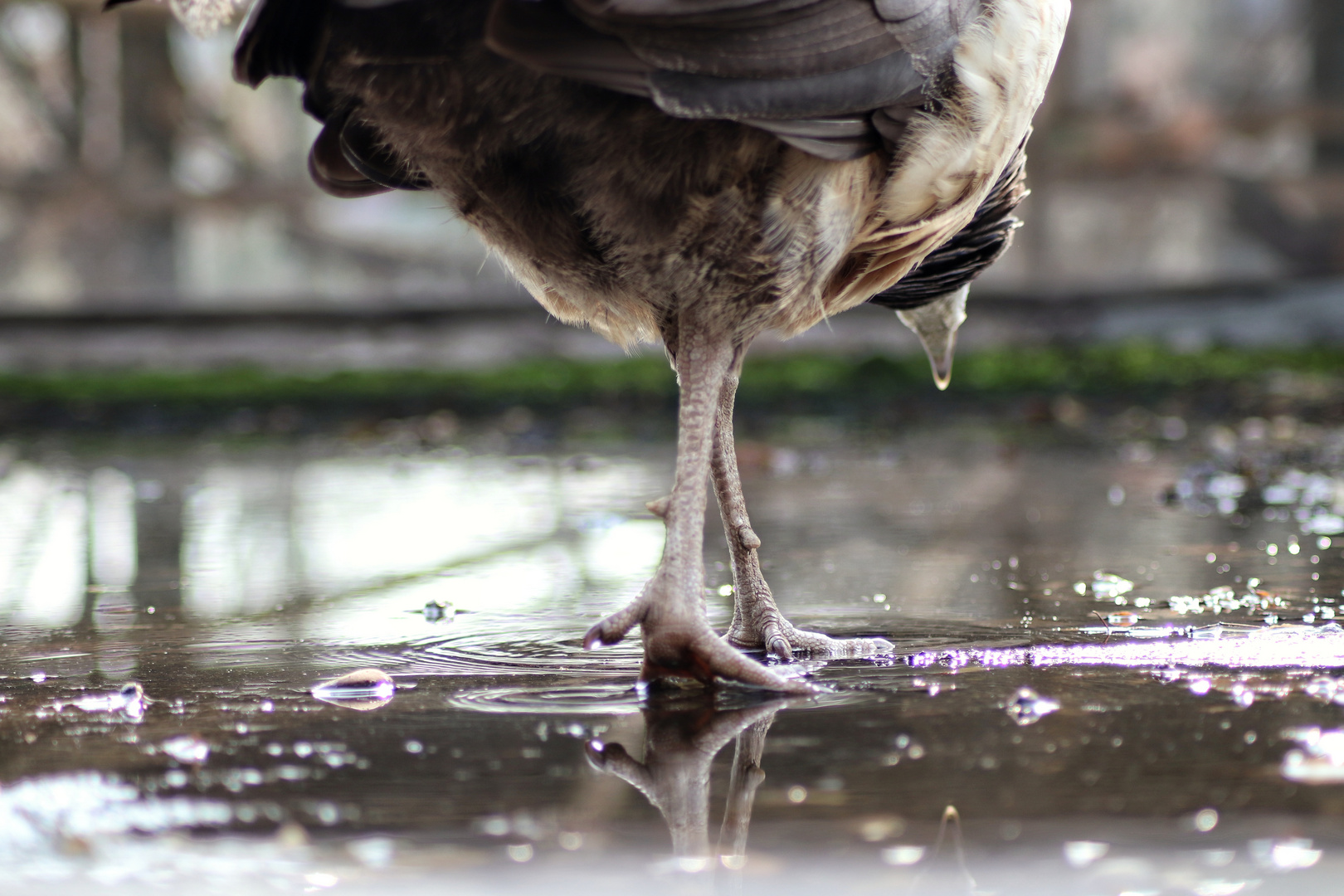 Teilansichten von einem Pfau