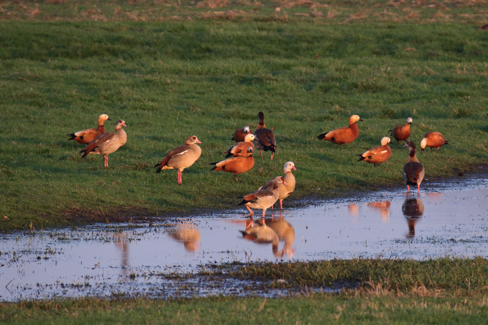 teilleuzistische Nilgans...