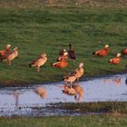 teilleuzistische Nilgans...