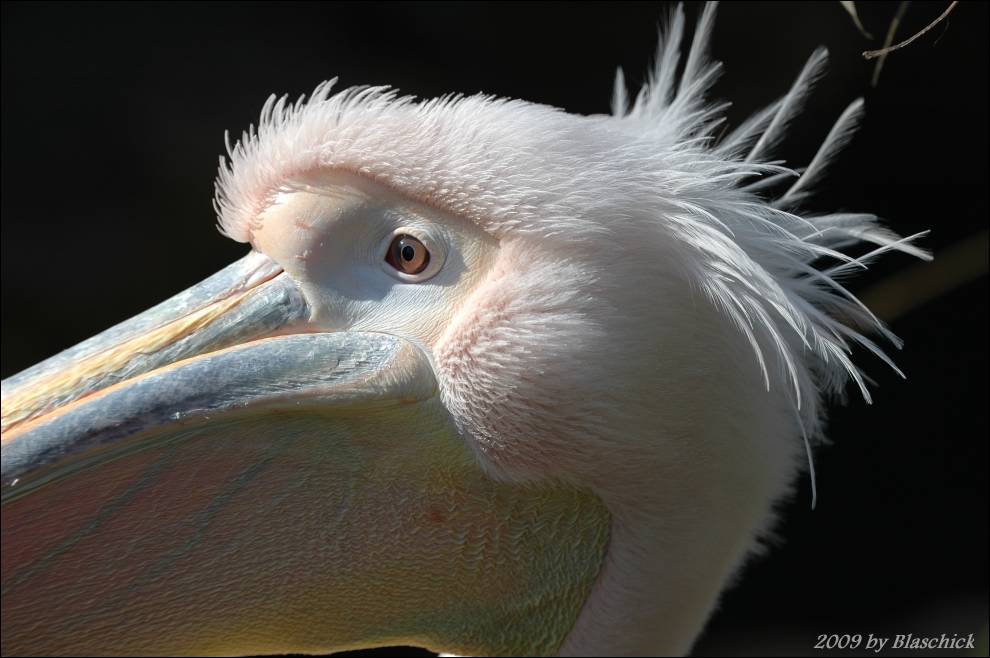 Teilnahaufnahme eines Pelikans